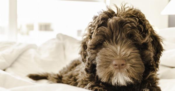Understanding why your puppy is peeing in his bed