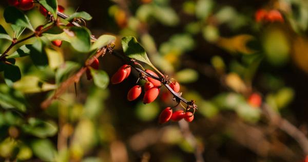 The Crowned Berry that Lowers Blood Pressure