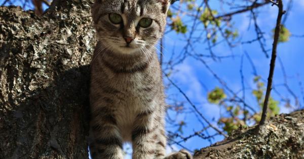 Two-Storey Maisonettes in Alimos with a Feline Problem