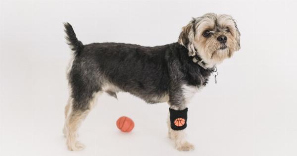 Ball Games for Dogs: How to Get Them Interested