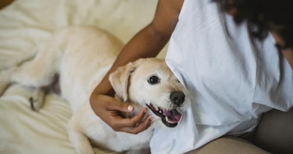 Bed-Wetters Anonymous: Stopping Your Puppy from Making a ‘Pond’