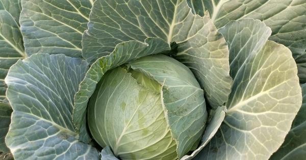 Why Cabbage is Becoming a Scientific Superstar