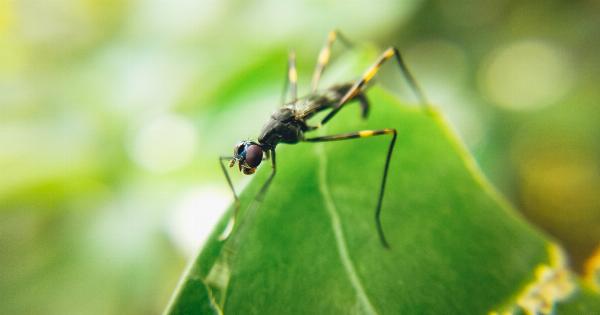 These plants act as natural mosquito repellents