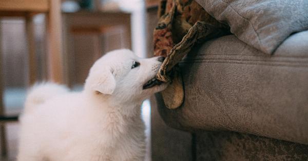 Training Tips to Prevent Puppy Biting