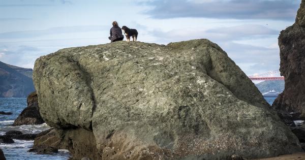 Relaxation methods for an anxious dog