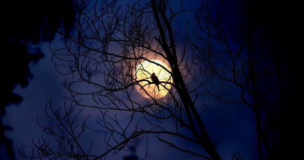 The Eerie Noises that Haunt Your Dreams