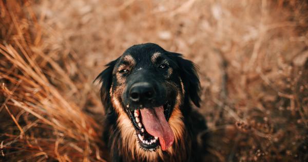 From Puppy Puddles to a Dry Dream: Resolving Bed-Wetting Behaviors