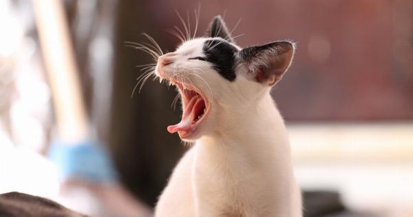 The Benefits of Yawning