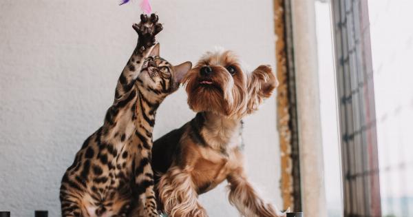 Does playing pranks on your dog lead to spoiled behavior?