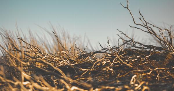 8 Natural Tips to Lower Your Cortisol Levels