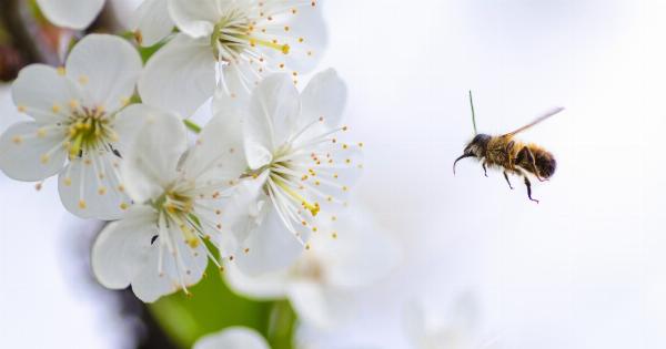 First Aid for Insect Stings