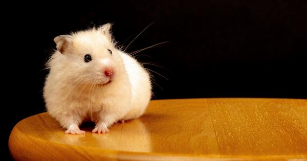 Is it okay to have a pet hamster while pregnant?