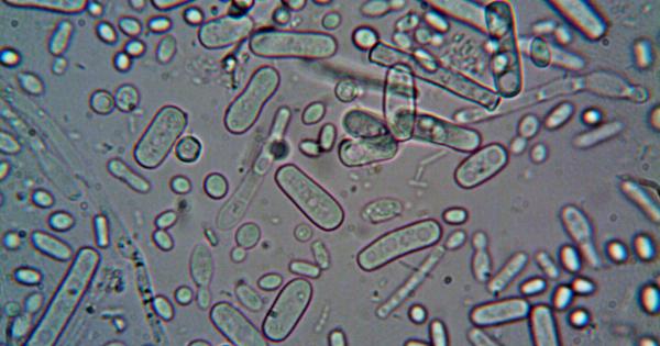 Which microorganisms are unaffected by honey?
