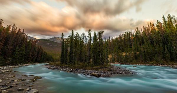 Why Being Surrounded by Nature is Good for Your Brain