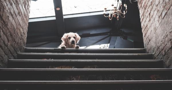 Paws & Weights: Building Muscle with Your Pet