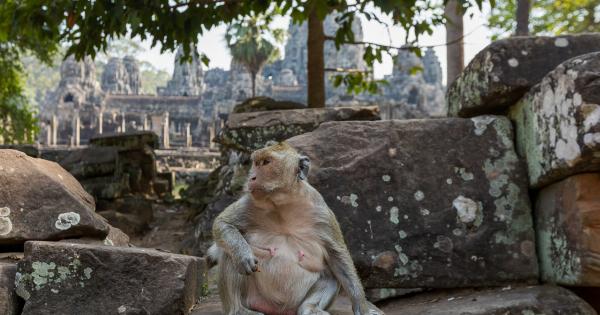 Survey finds hundreds of monkey cosmetics sold in the US