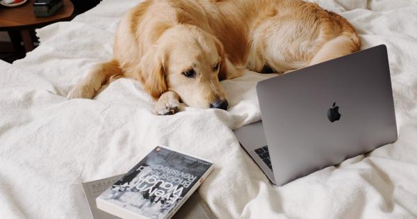 Dog gets sad while watching Homeward Bound