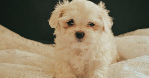 My furry therapist: How my dog helps me cope