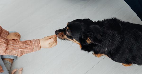Feeding the Furry Friend: What Dogs Can and Cannot Eat