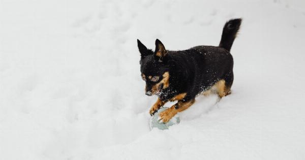 Playing with Your Dog: How to Fix Bad Behaviors