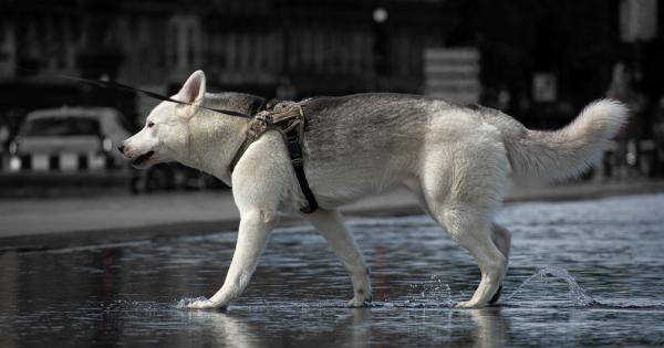 Mastering the Art of Walking Your Dog