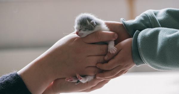 Rescuing orphaned newborn kittens: Tips and tricks