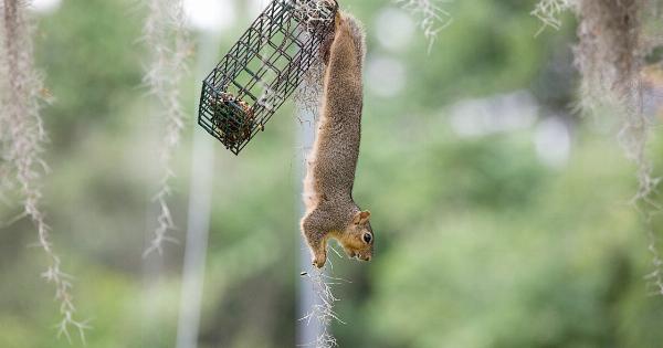 Eating Your Way to a Younger Brain