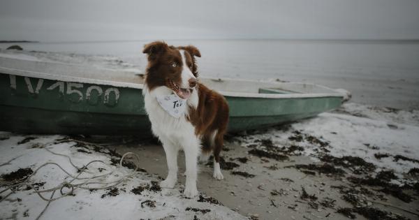 Beach dog rules – What you need to know