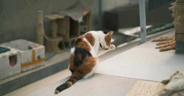 Paw pain in pets: common causes and treatments