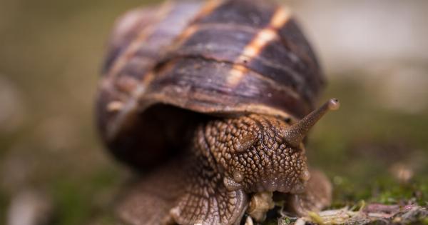 The anti-aging benefits of snail slime