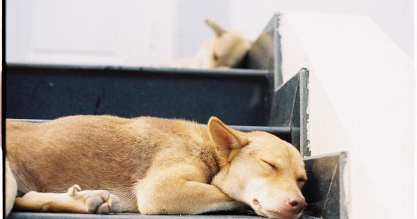 10 common puppy behaviors to avoid