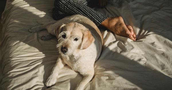 Helping Your Dog Sleep Peacefully