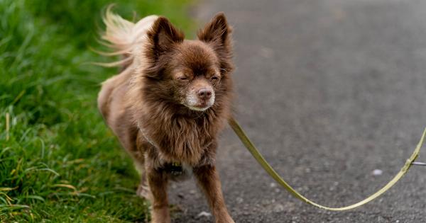 Leash law violators to be fined 300 euros for dog-riding