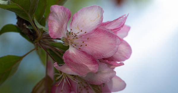 The Digestive Benefits of Apple Cider