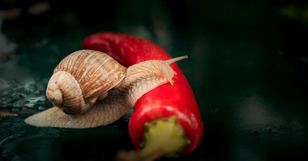 The Miracle Vegetable That Slows Alzheimer’s Progression