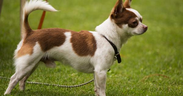 Dogs and their tails: Exploring seven potential reasons for tail-chasing behavior