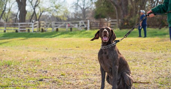 What to Do When Your Leashed Dog Meets Another Leashed Dog