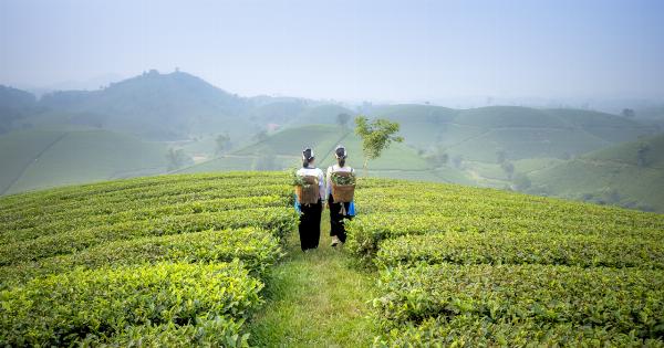 Don’t go back to green tea if you’ve discovered oolong