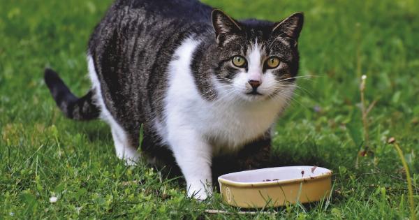Cat grass eating: common questions and concerns