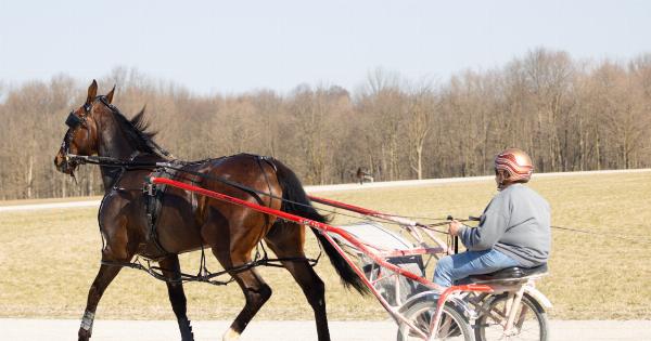 Horse: Six mistakes we make in its training