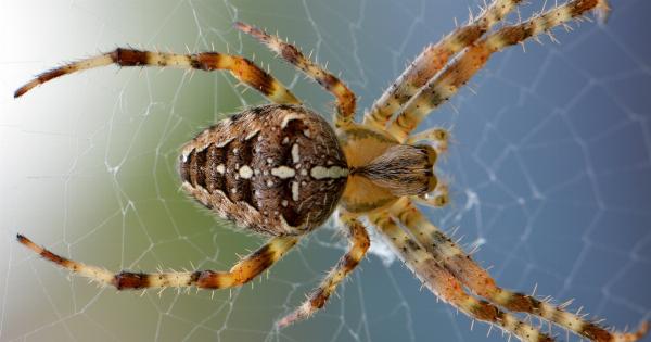 Cross-legged Spider Veins