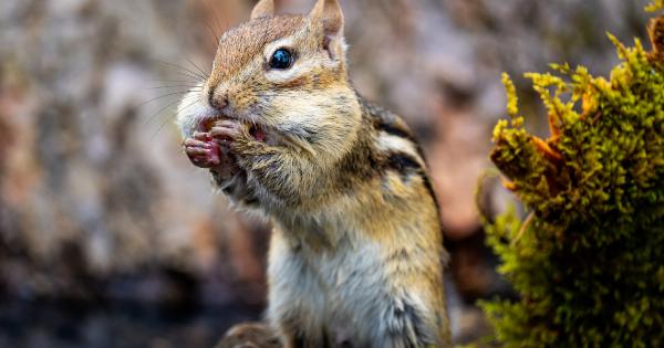 Plant-based muscle: Do vegans need animal protein to build muscle?