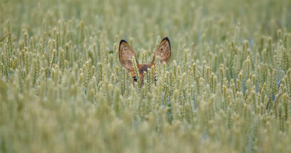 How to Stop the Buzzing in Your Ears Before It Gets Worse