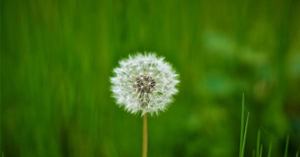 Sowing the Seeds of Health: Investing in Forests and Green Spaces