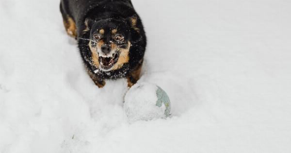 What causes dogs to snarl and bare their teeth?