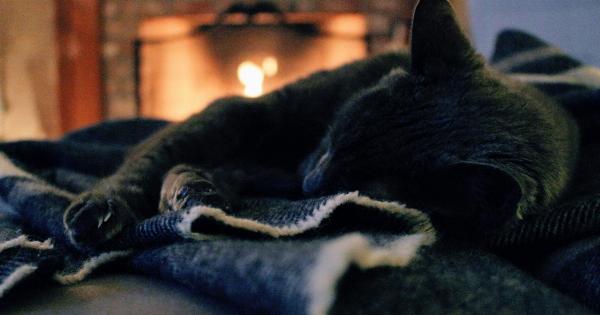 Saving Furry Lives in Penteli’s Fire