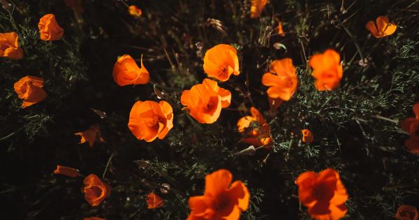 Discover the beauty benefits of Orange peel