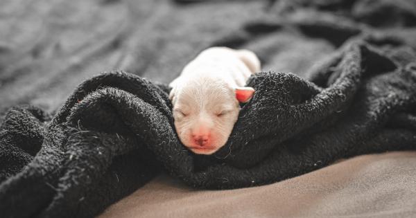 Decoding Your Dog’s Behavior – Why They Sleep on Your Feet