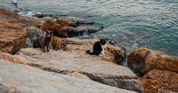 The impact of stray animals on our communities