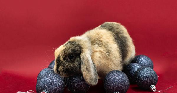 Helping Stray Animals: A Christmas Ornaments Initiative